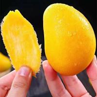 海南小台芒 无名农夫芒果 新鲜采摘香甜芒果